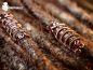 Preview: kupferdraht dreadperlen, dreadperle, dread pearls from copper, wire dread beads, draht dreadperlen, draht schnmuck, dread draht schmuck,dreadkult, dreadlocks